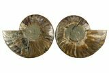 Cut & Polished, Agatized Ammonite Fossil - Madagascar #310698-1